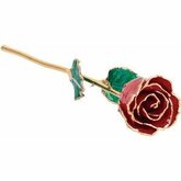 Lacquered Ruby Colored Rose with Gold Trim